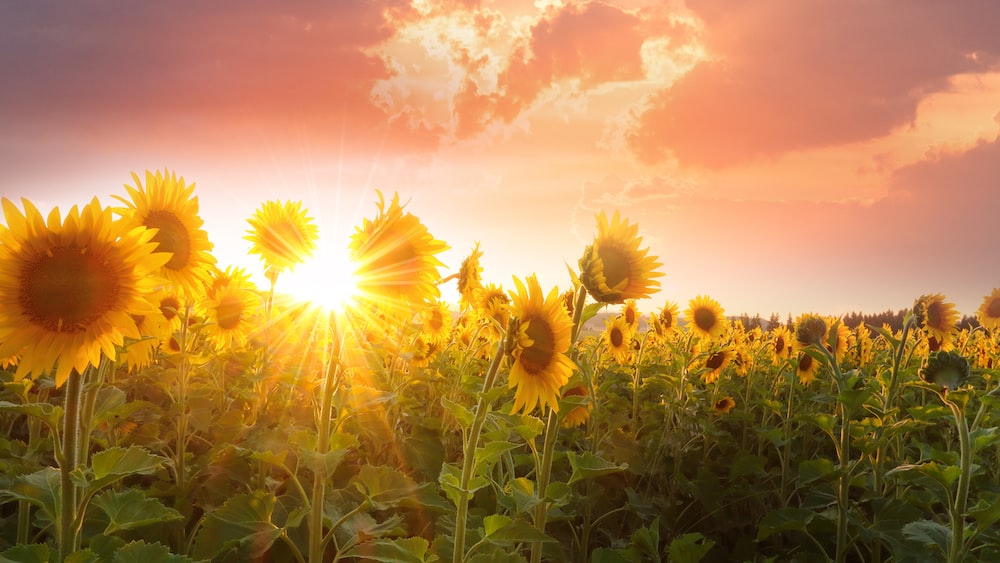 Vibrant Field of Blooming Sunflowers - A Growing Inspiration