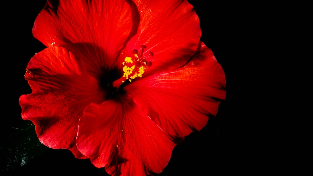 Vibrant Hibiscus Blossom: A Natural Ingredient for Healthy Hair Growth