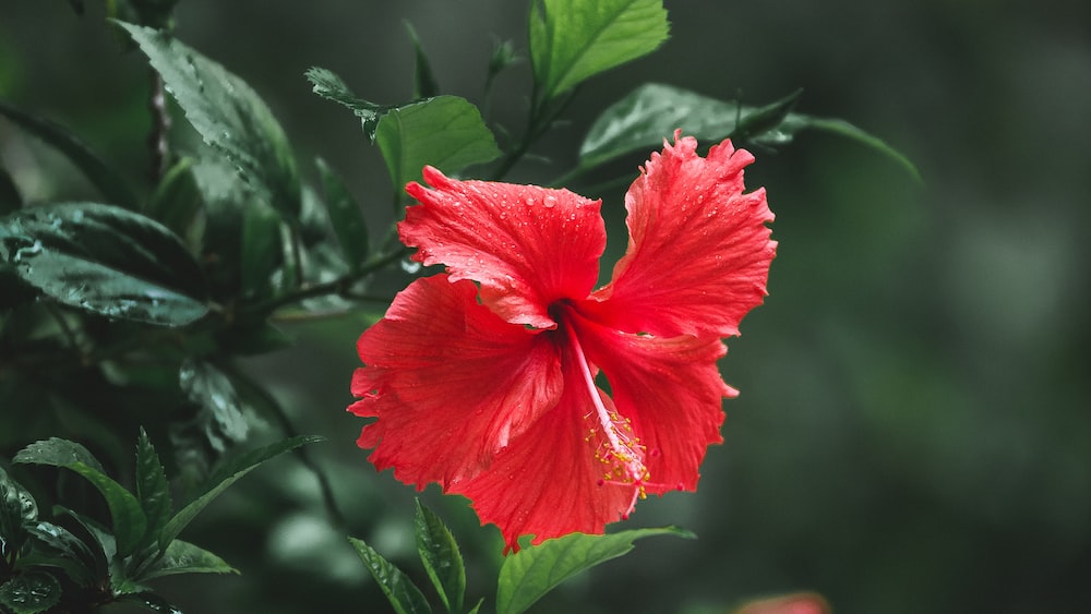 Vibrant Red Hibiscus in Full Bloom: The Health Elixir Section