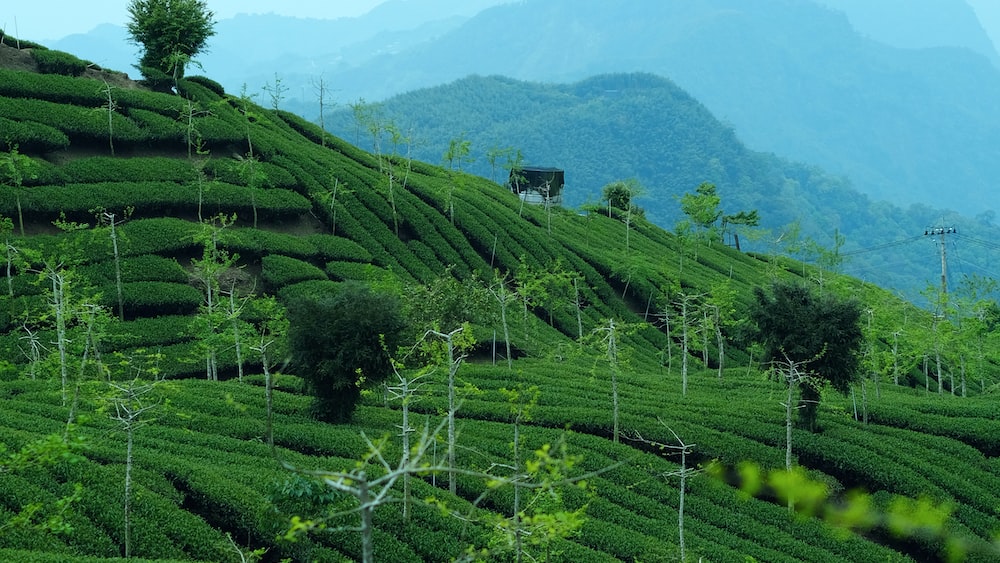 Vibrant Tea Plantations in a Serene Mountain Landscape