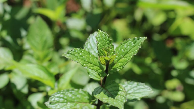 Discover The Delight: What Does Peppermint Tea Taste Like?